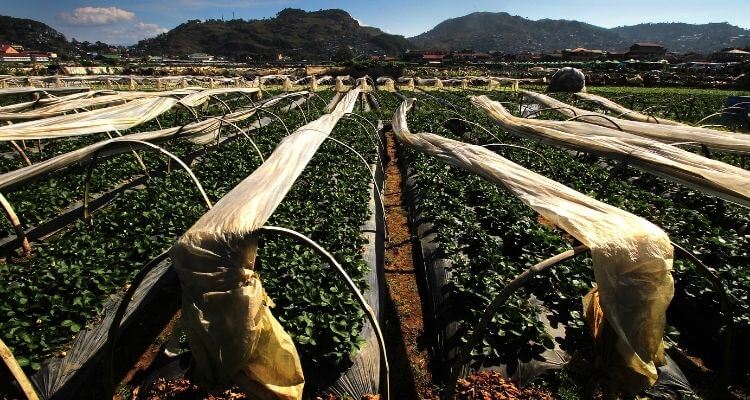 La Trinidad Strawberry Farm - Baguio