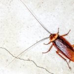 Cockroaches auf den Pilippinen